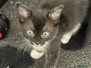 Turkish Van cats Litter of 4 gorgeous kittens - Advert 8