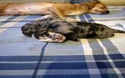 Cavapoo dogs for sale: Merle cavapoo boys  - Advert 4