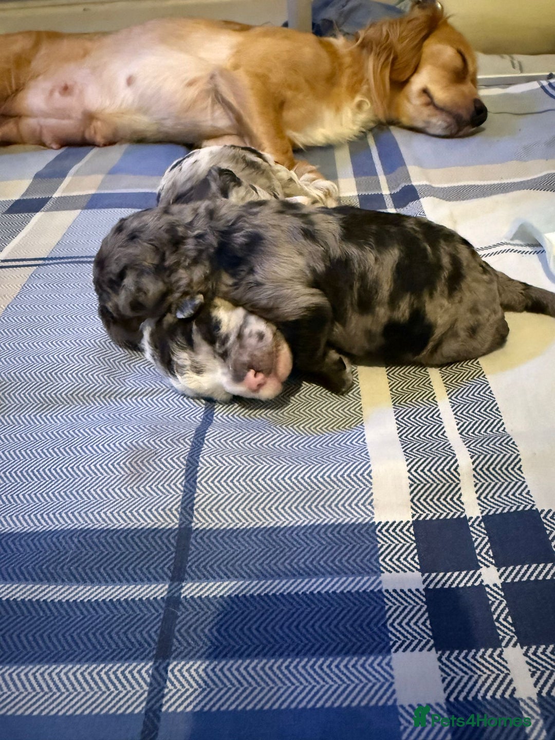 Cavapoo dogs for sale: Merle cavapoo boys  - Advert 4