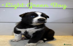 Siberian Husky dogs for sale: Husky Puppies 🩵🩷 - Image 15