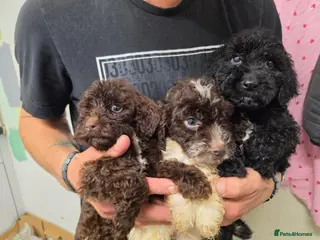 Cockapoo dogs Cockapoo puppies - Advert 10