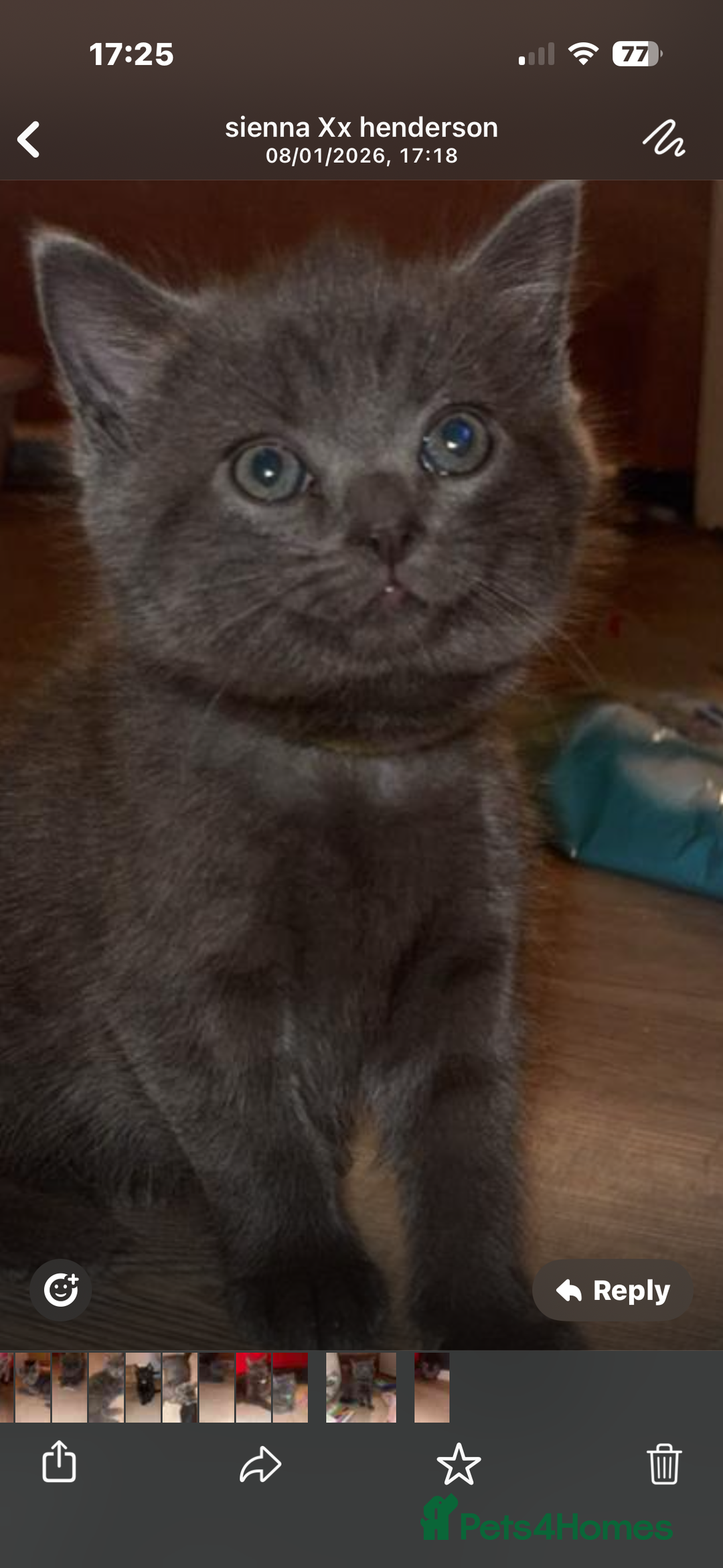 Mixed Breed cats for sale: Mainecoon cross - Advert 3