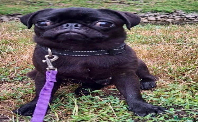 Pug dogs - Advert 3