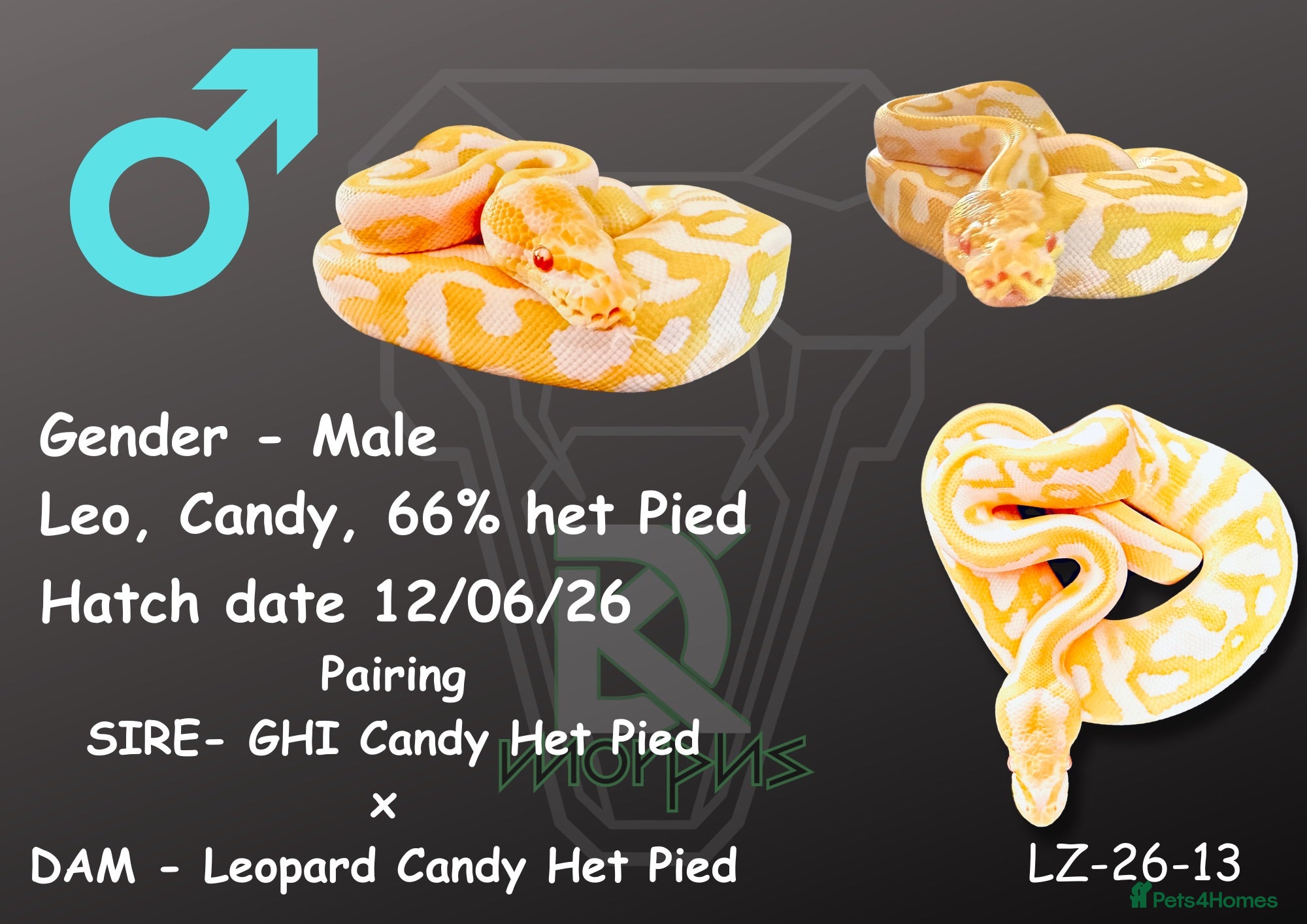 Python Snake reptiles 1.0 Leo Candy 66% het Pied  - Advert 1