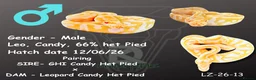Python Snake reptiles for sale: 1.0 Leo Candy 66% het Pied  - Advert 1