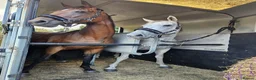Irish Thoroughbred horses for sale: 15.2 + Thoroughbred Mares Available  - Advert 5