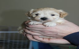 Maltipoo dogs for sale: Expecting F1 small Maltipoo puppies - Image 5