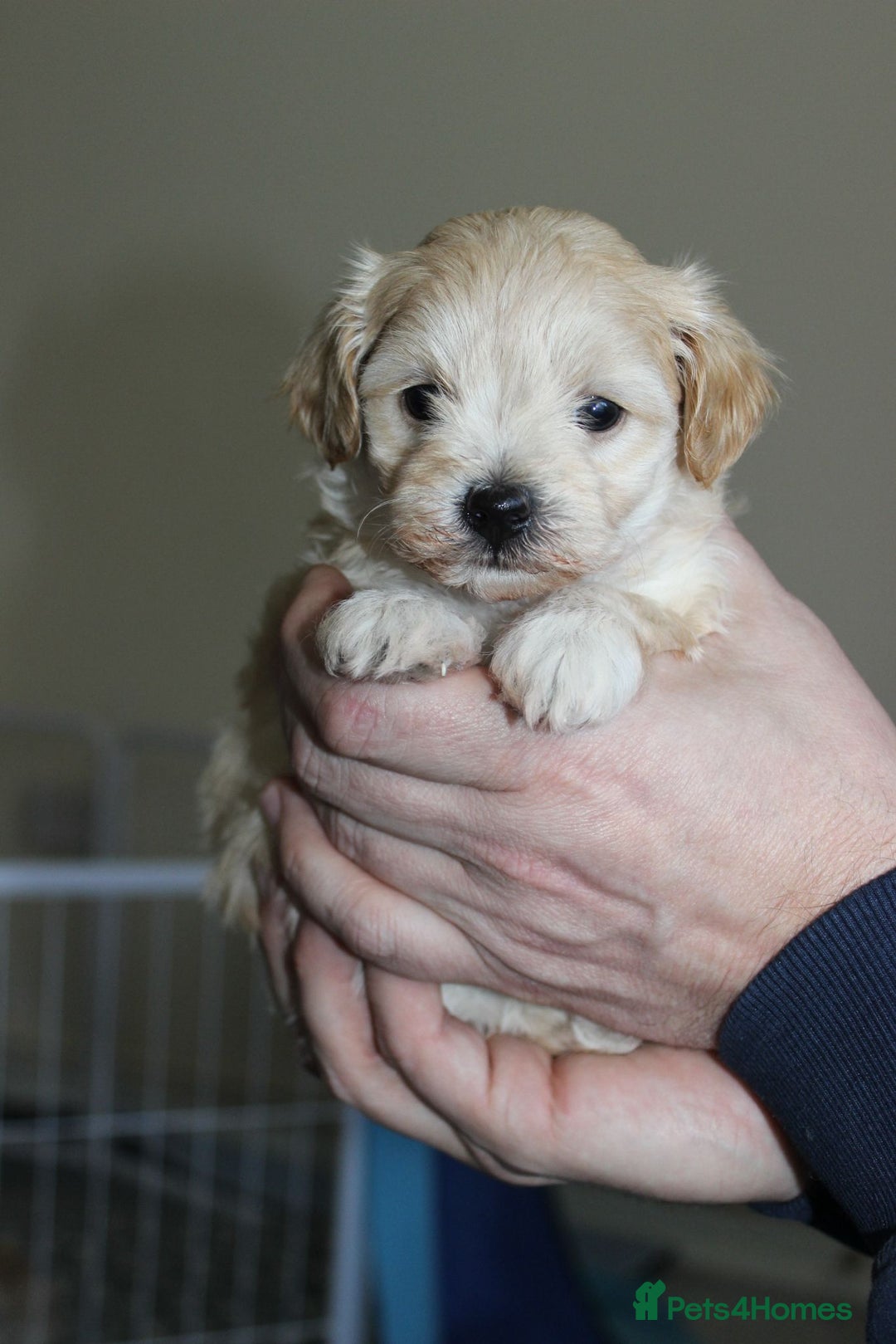 Maltipoo dogs for sale: Expecting F1 small Maltipoo puppies - Image 5