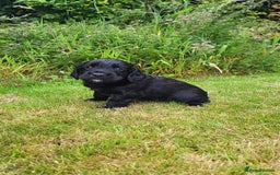 Cocker Spaniel dogs for sale: FTCH, KC REG working cocker pups - Image 5
