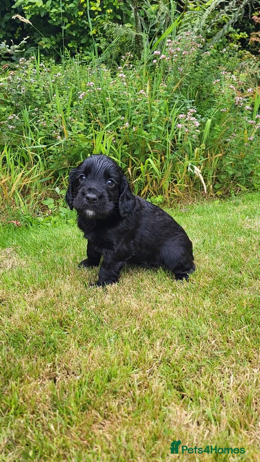 Cocker Spaniel dogs for sale: FTCH, KC REG working cocker pups - Image 5
