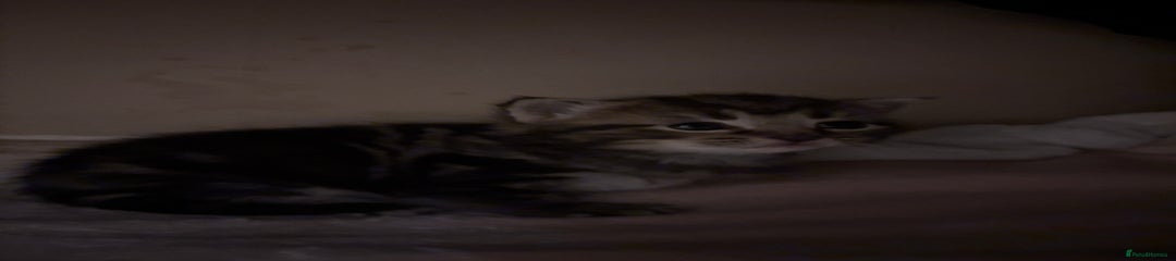 Domestic Shorthair Kitten 1