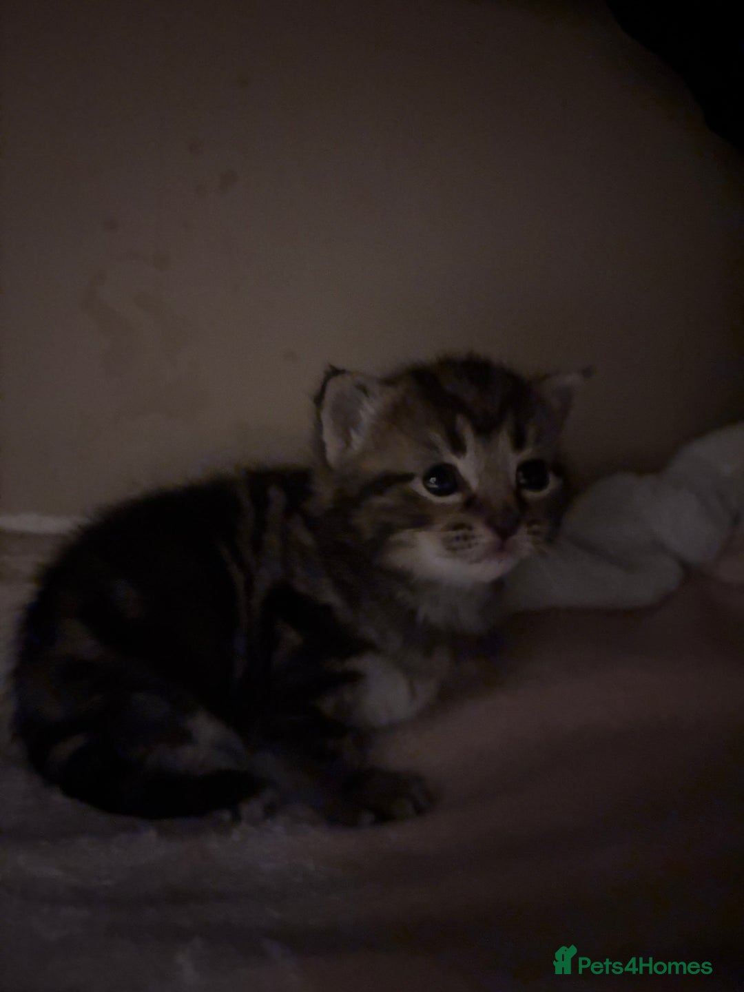 Domestic Shorthair cats for sale: beautiful kittens looking for their forever home - Image 5