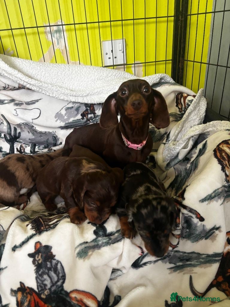 Miniature Dachshund dogs for sale: All Dapple Miniature Dachshunds available in Penrith - Advert 2