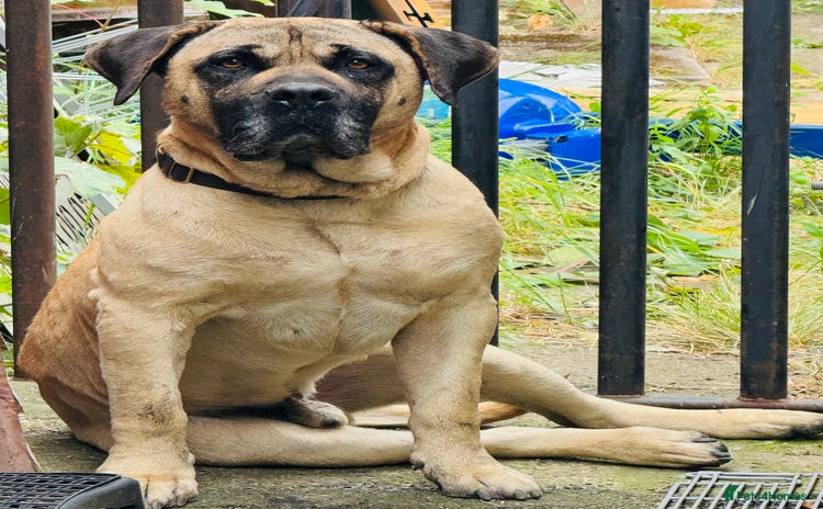 Mixed Breed dogs - Advert 3