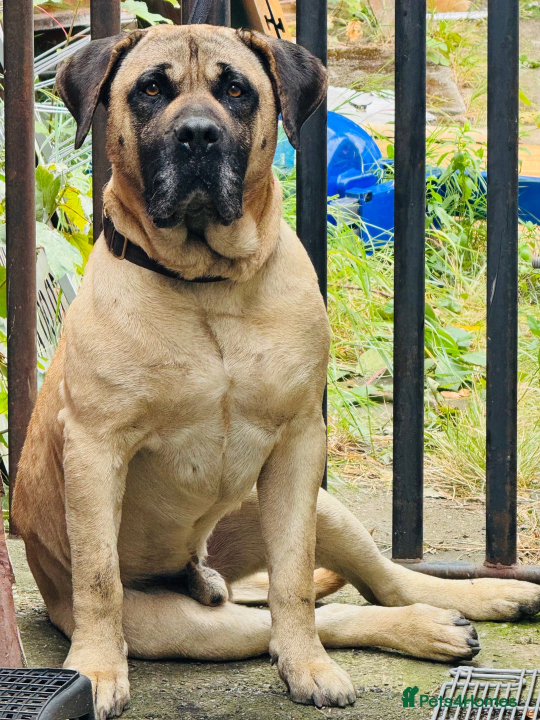 Mixed Breed dogs for sale: Labrador  - Image 1
