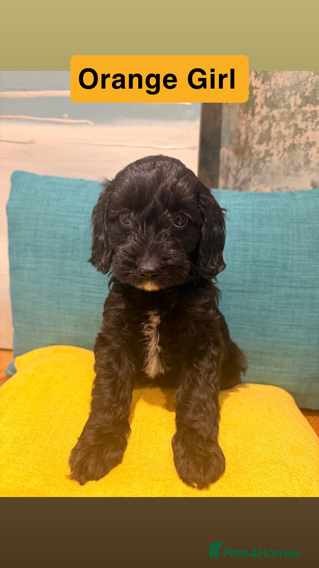 Cockapoo dogs for sale: Miniature Cockapoos  - Advert 9