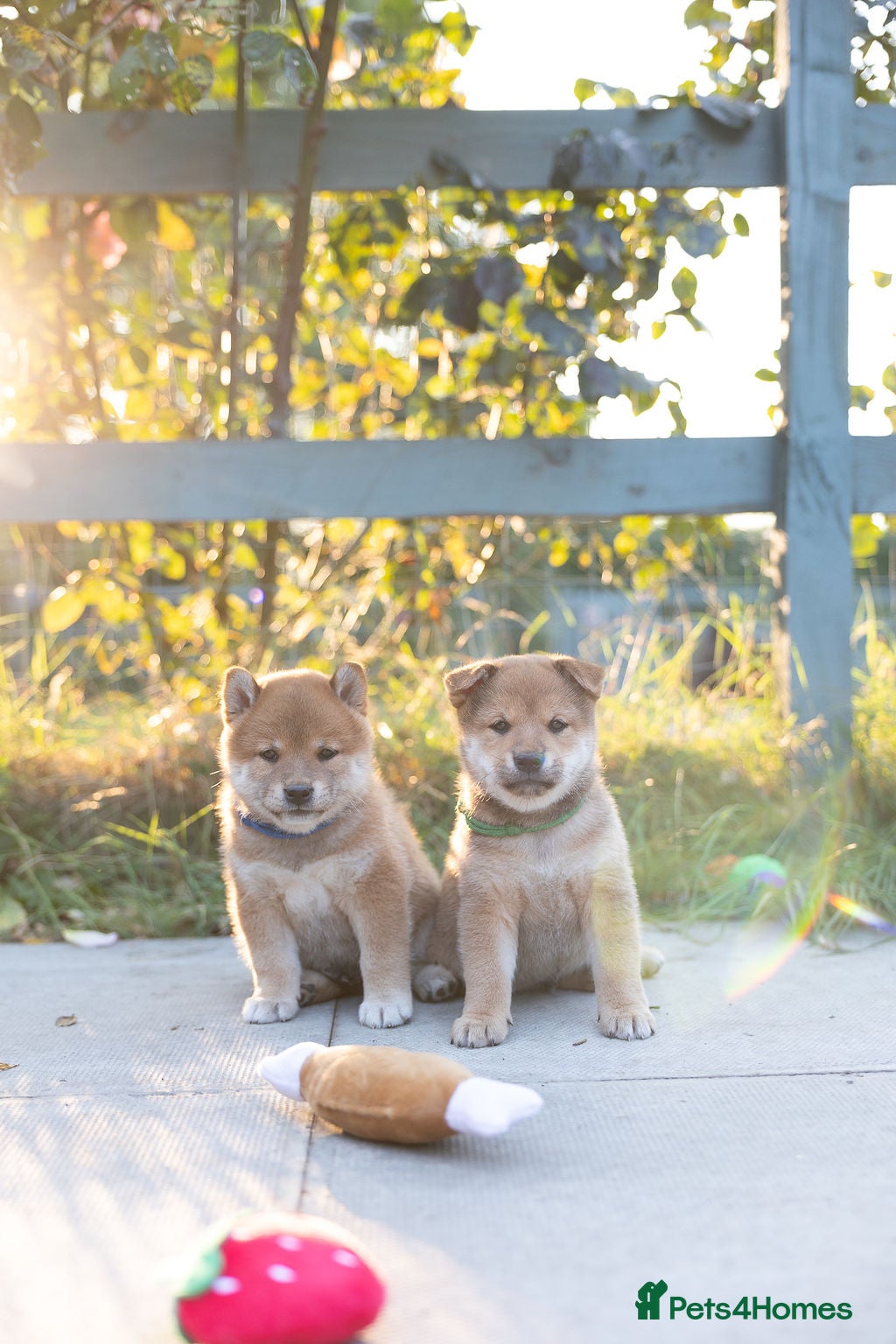 Japanese Shiba Inu dogs Outstanding original japanice Shiba Inu puppies  - Advert 2