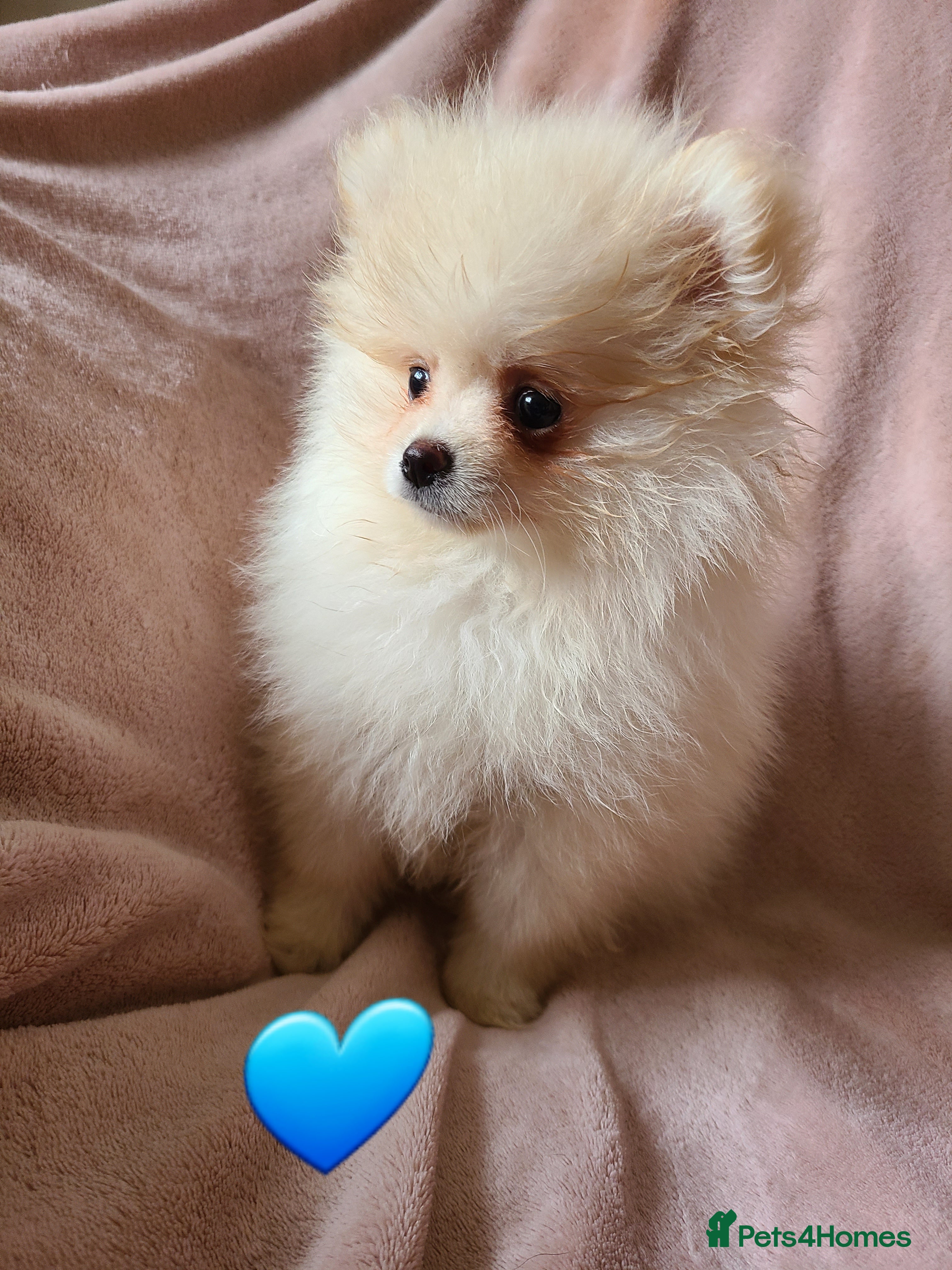 Pomeranian dogs Kc registered pomeranian puppies READY NOW💙 male - Advert 2
