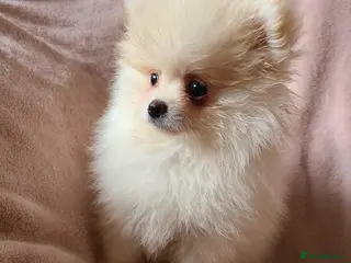 Pomeranian dogs Kc registered pomeranian puppies READY NOW💙 male - Advert 2