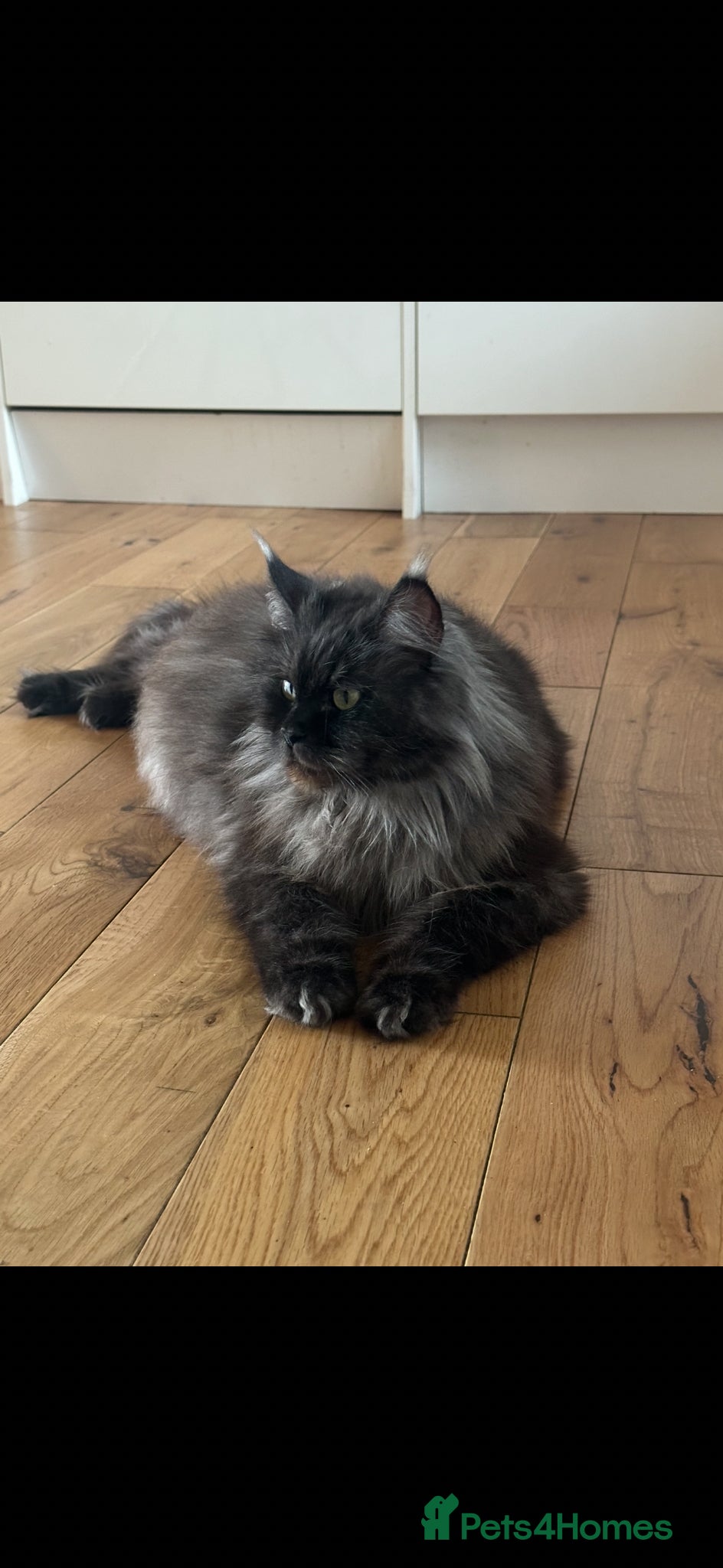 Maine Coon cats Retired queen Maine coon - Advert 1