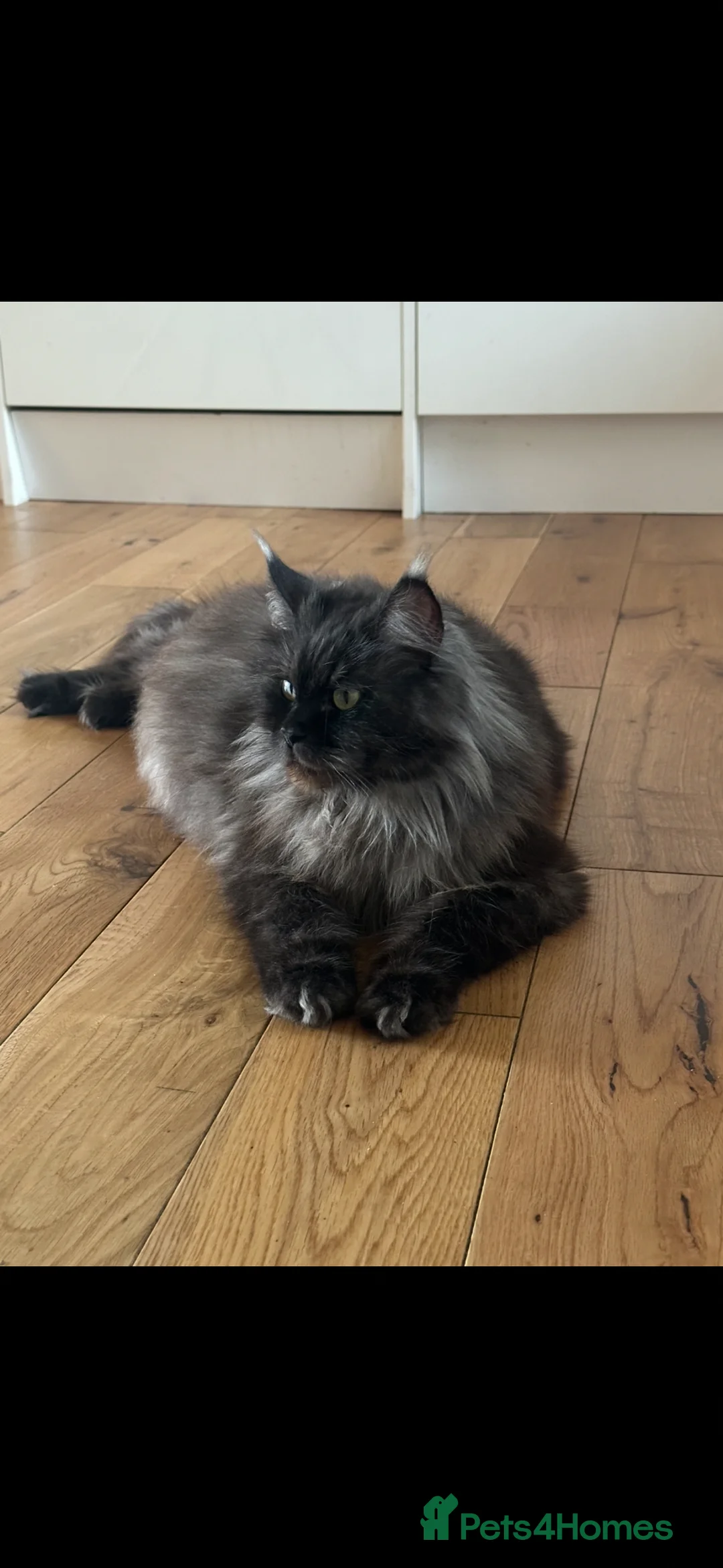 Maine Coon cats for sale: Retired queen Maine coon - Advert 1