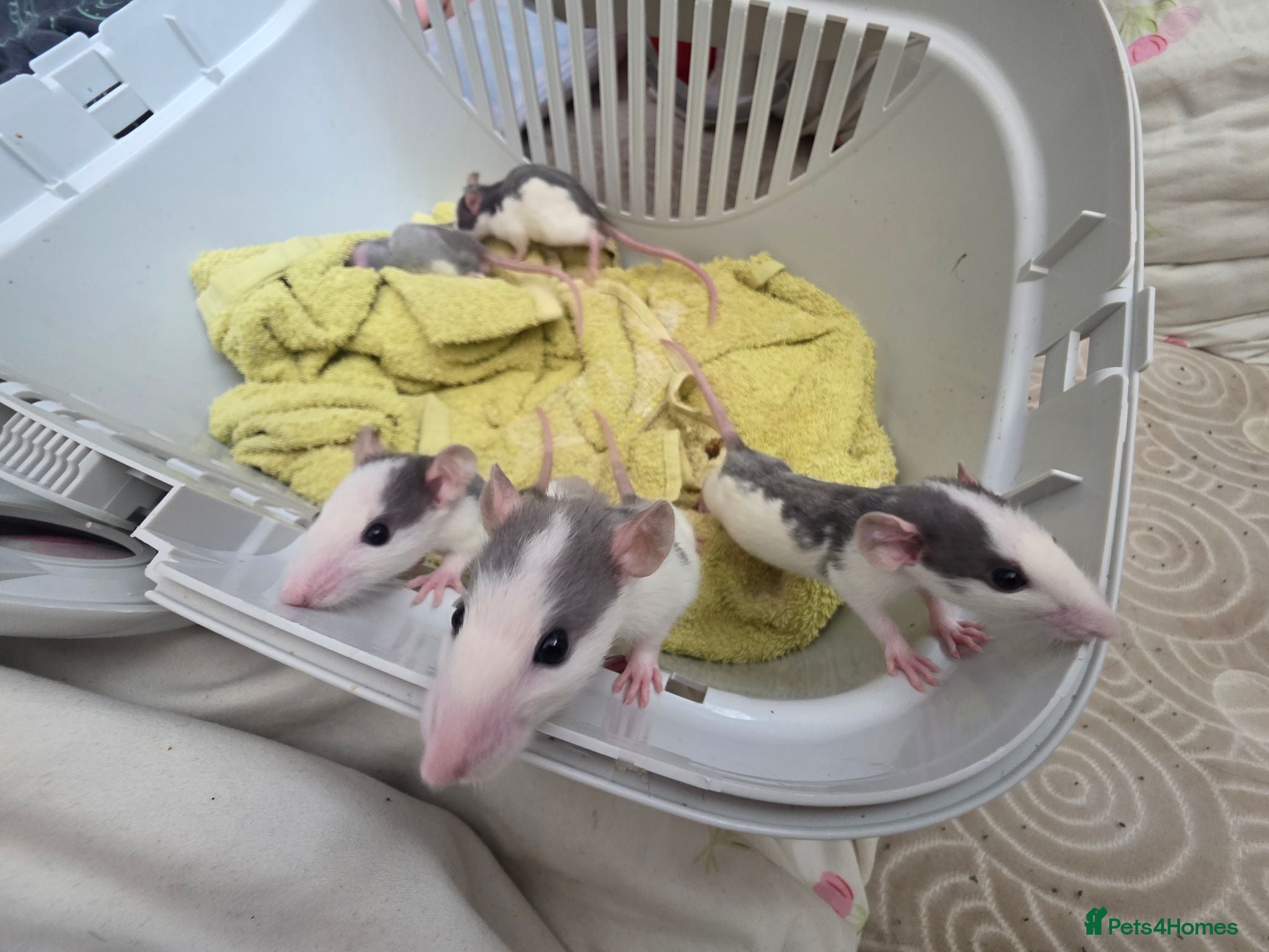 Rat rodents Free rats/ £50 cage need rehoming - Advert 1
