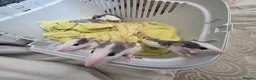 Rat rodents for sale: £10 rats ready for new homes - Advert 1