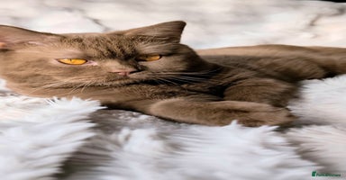 British Shorthair cats - Advert 14