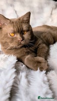 British Shorthair cats ๐ฆCINNAMON๐ฉธBlood Bโฃ๏ธGCCF & TICA ๐STUD only - Advert 7
