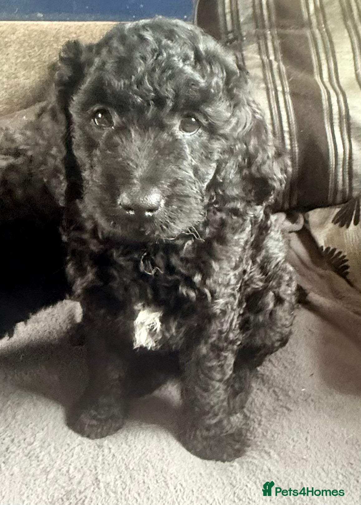 Mini Goldendoodle dogs Last 4 remaining 2 boys 2 girls  - Advert 1