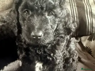 Mini Goldendoodle dogs Last 4 remaining 2 boys 2 girls - Advert 1