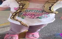 Python Snake reptiles for sale: Royal ball python  - Image 3