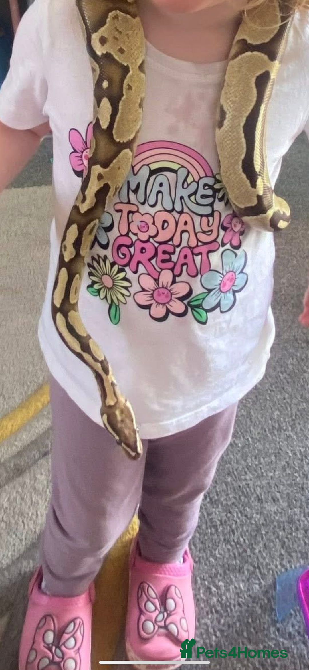 Python Snake reptiles for sale: Royal ball python  - Image 3