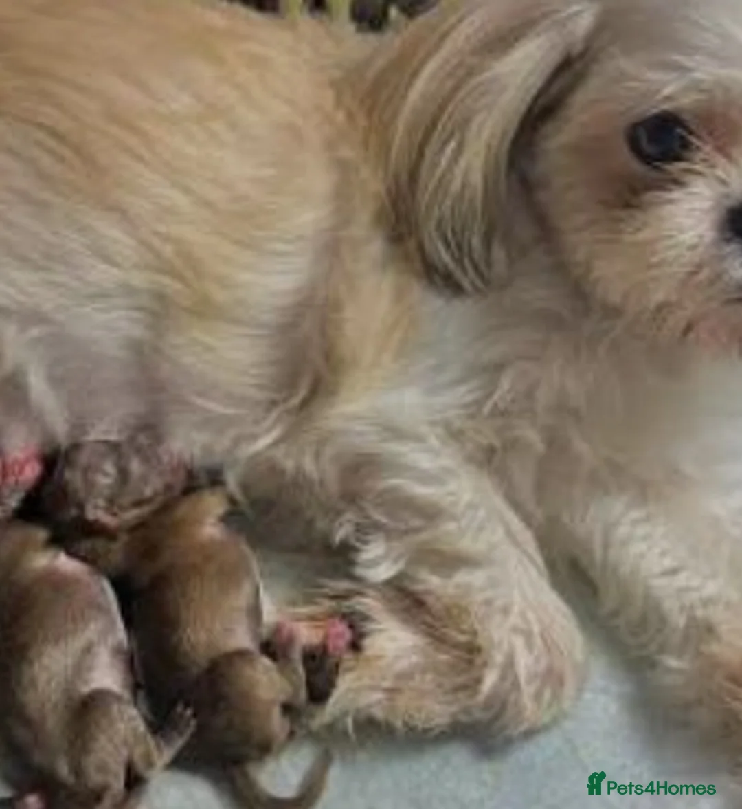 Shihpoo dogs for sale: Shihpoo pups for sale - Advert 14