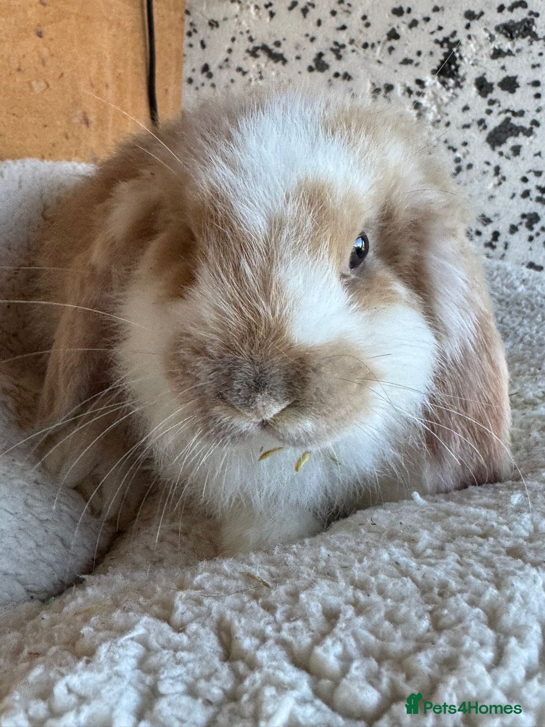 French Lop rabbits for sale: Purebred French Lop baby rabbits for sale  - Advert 6