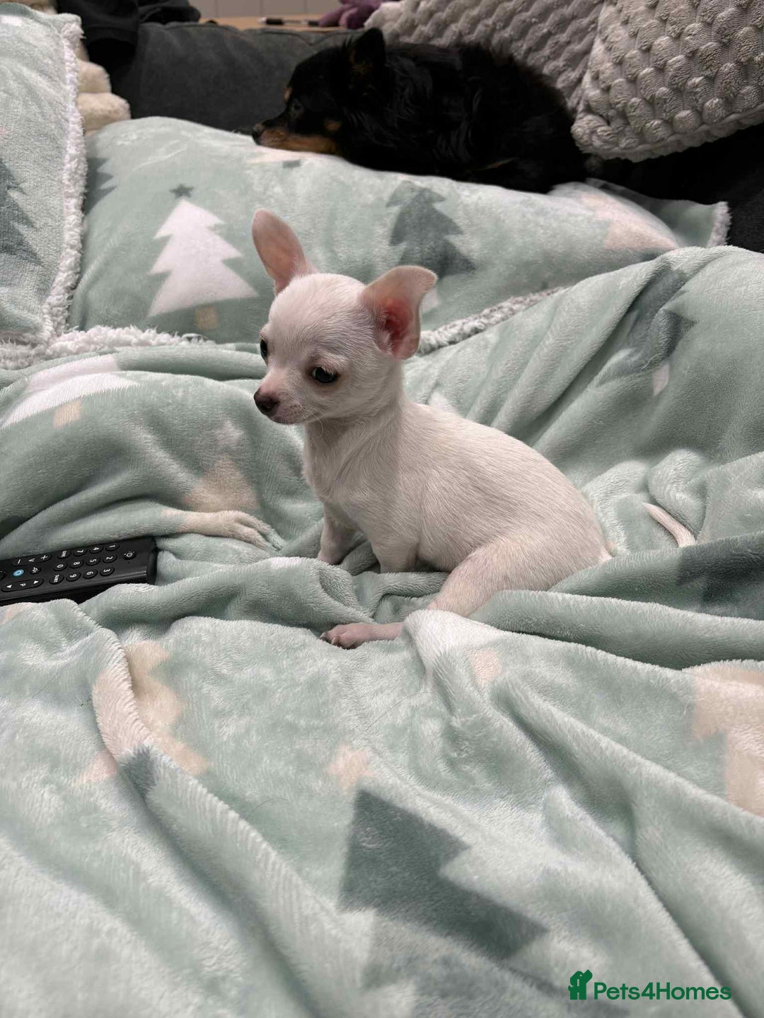 Chihuahua dogs for sale: Small boy chihuahua puppy for sale  - Advert 5