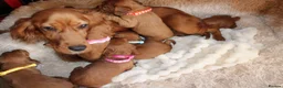 Cocker Spaniel dogs for sale: Beautiful Cocker spaniel  - Advert 7