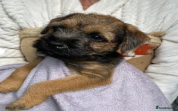 Border Terrier dogs for stud: KC border terrier  - Image 7