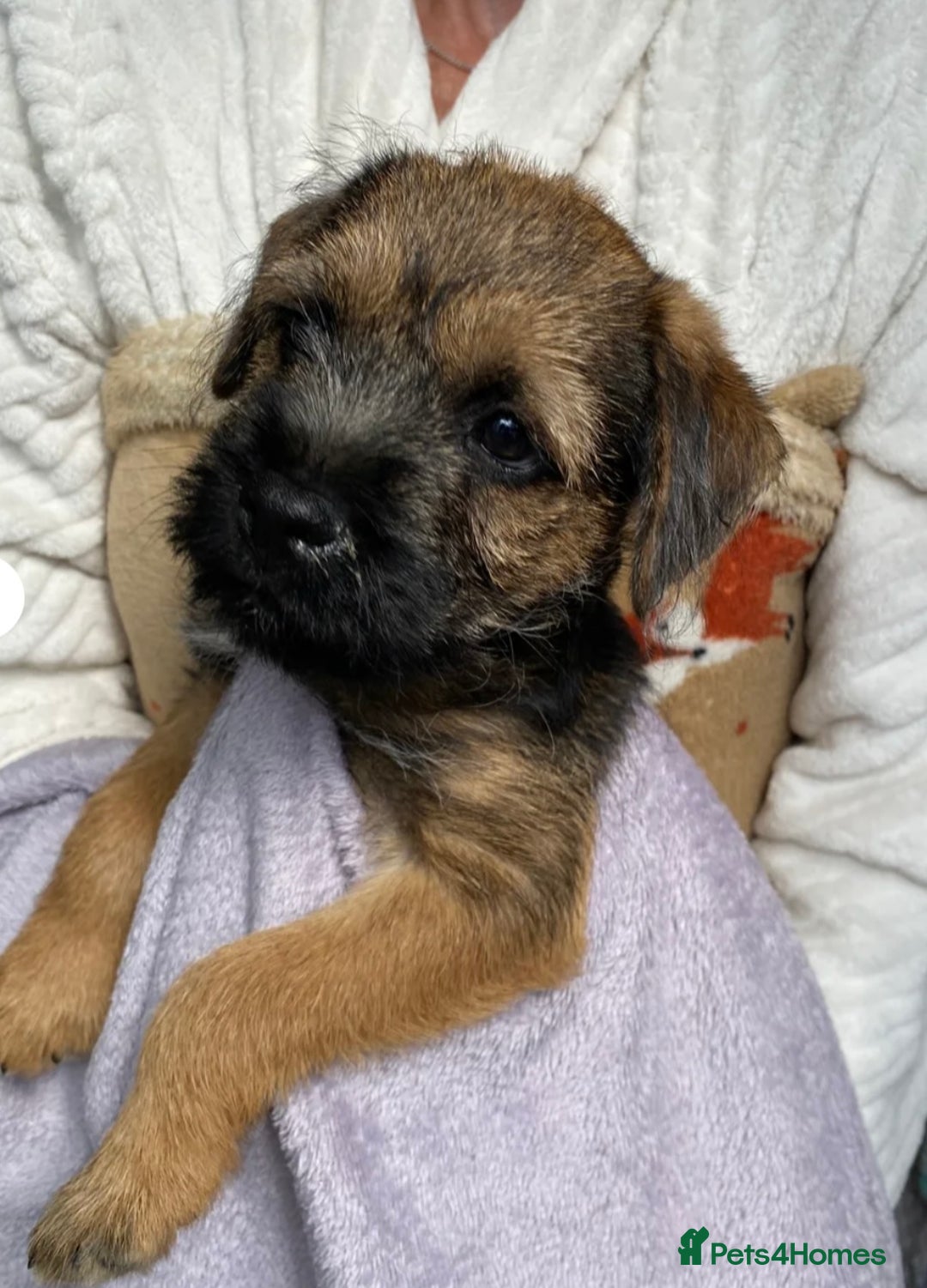 Border Terrier dogs for stud: KC border terrier  - Image 7