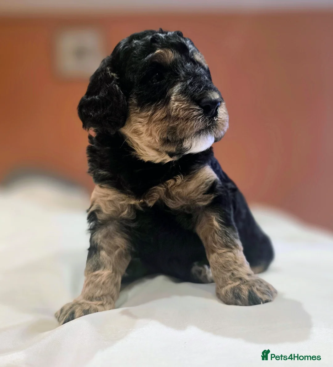 Cockapoo dogs for sale: Beautiful F1B cockapoo's  in Oswestry - Advert 1