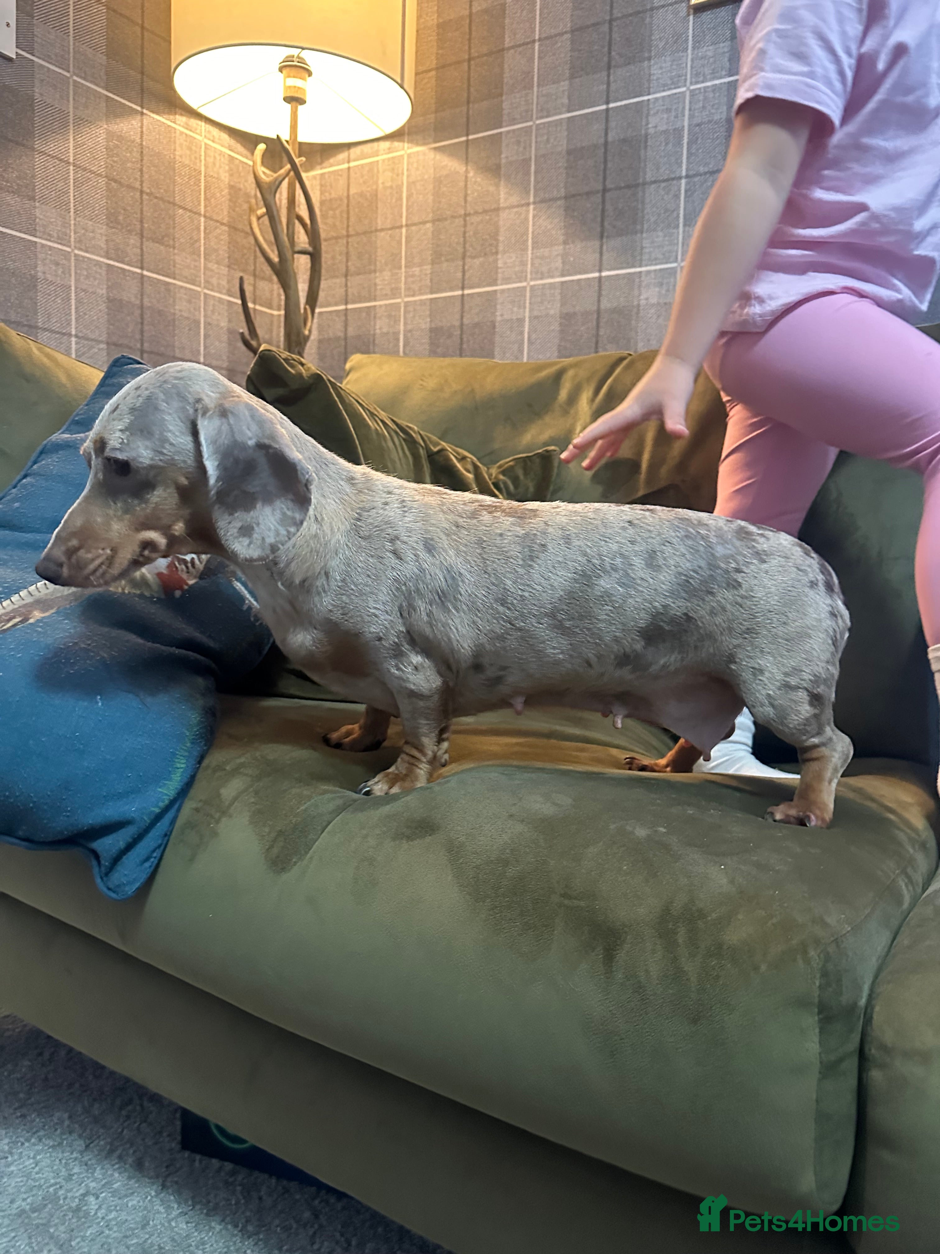 Miniature Dachshund dogs Isabella tan dapple Minnie dachshund female  - Advert 1