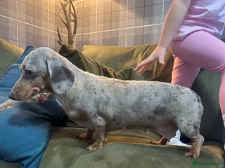 Miniature Dachshund dogs Isabella tan dapple Minnie dachshund female - Advert 1