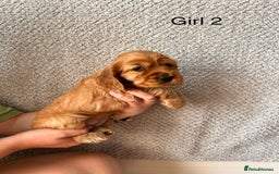 Cocker Spaniel dogs for sale: Golden English Show Cocker Spaniel puppies - Image 27