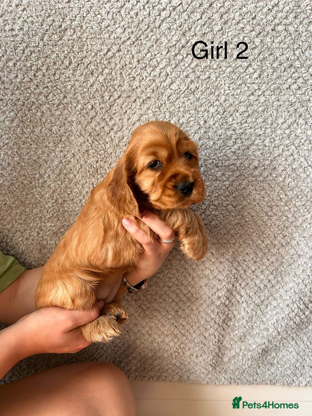 Cocker Spaniel dogs for sale: Golden English Show Cocker Spaniel puppies - Image 27