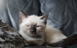 Ragamese cats for sale: Ragamese ragdoll siamese vaccinated, microchipped - Image 13
