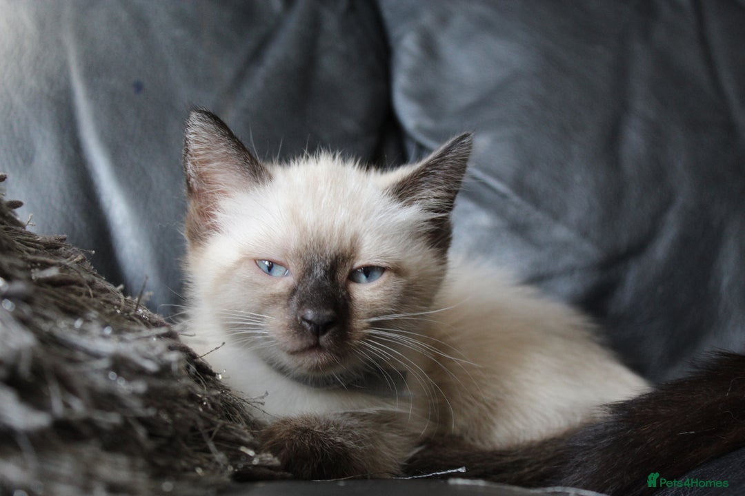 Ragamese cats for sale: Ragamese ragdoll siamese vaccinated, microchipped - Image 13