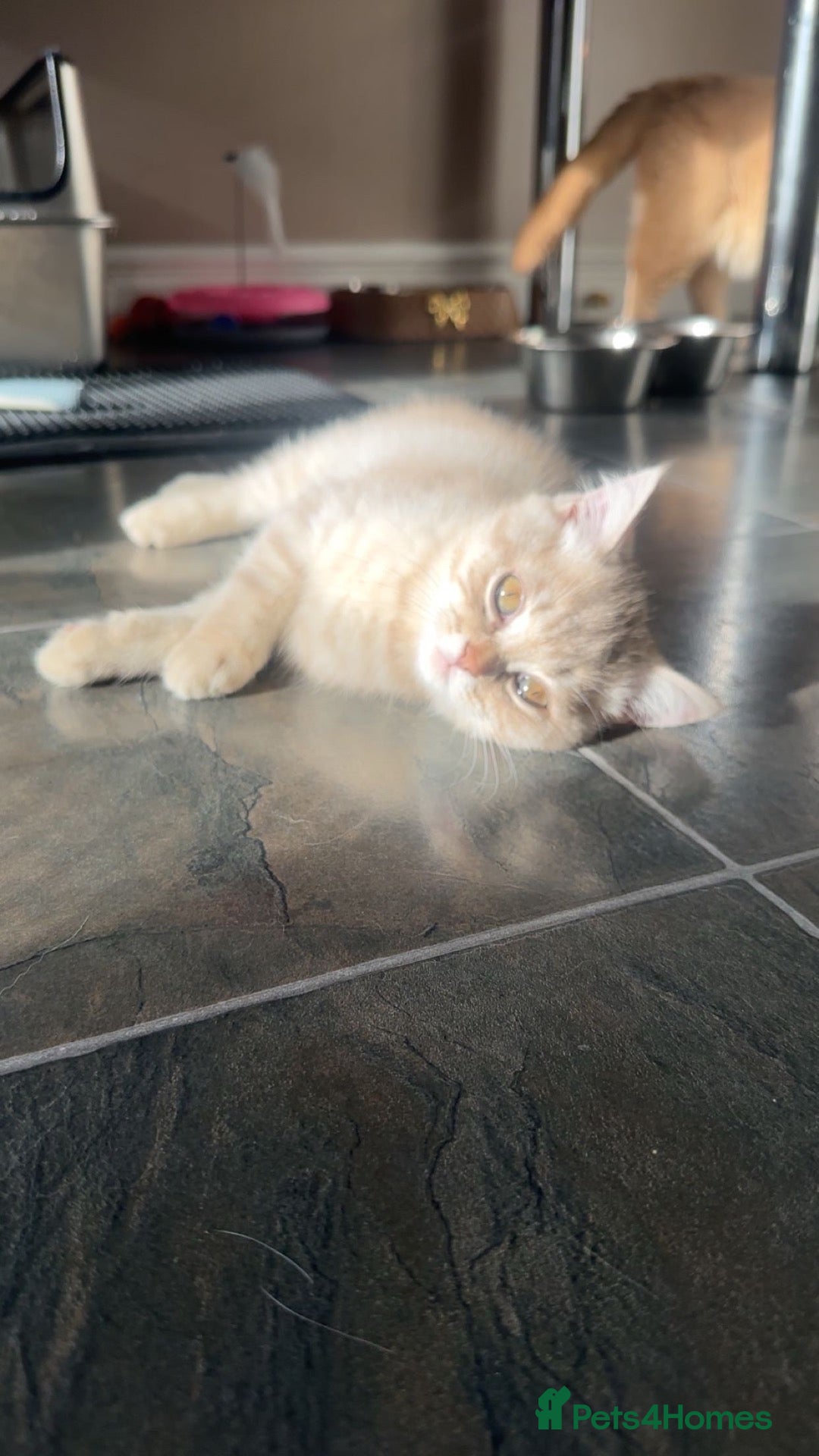 British Shorthair cats AVAILABLE 2  British short hairs for sale  - Advert 11