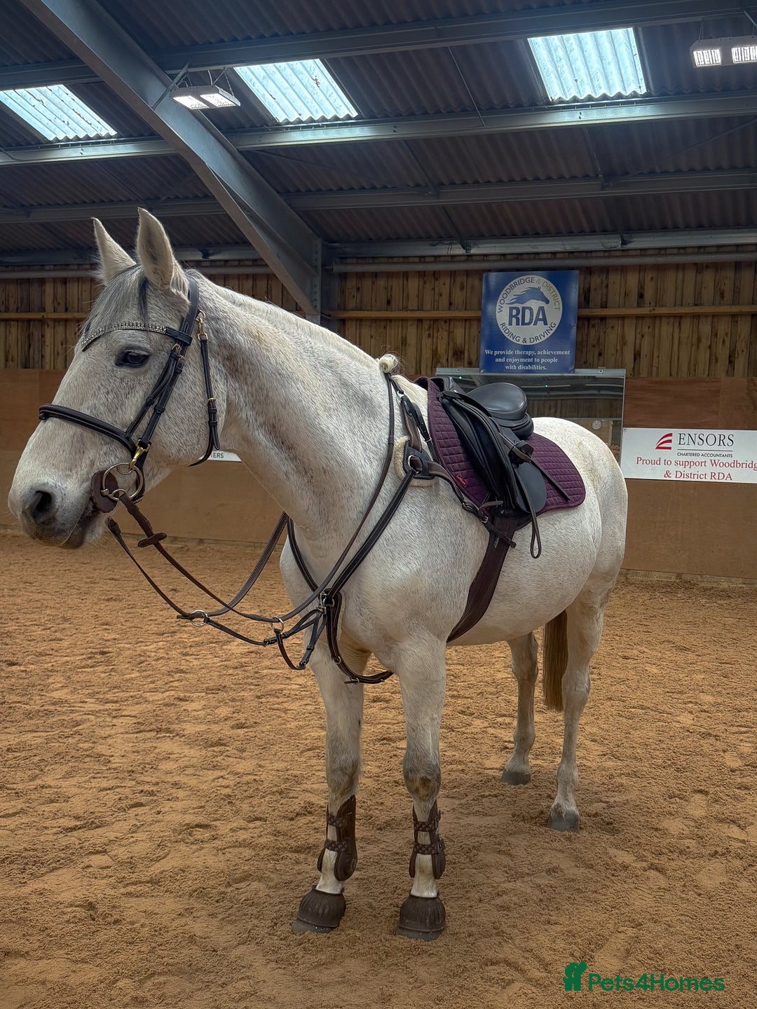 Other Breed horses for sale: Flashy mare - Advert 2