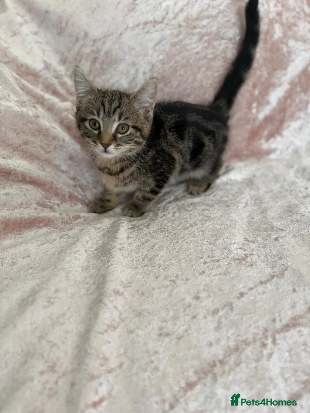 Mixed Breed cats for sale: Beautiful Bengal mix kittens  - Advert 10