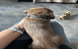 Miniature Dachshund dogs for sale: Chocolate Tan/dapple Miniature Dachsund - Image 35